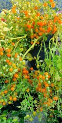 microberry (2)